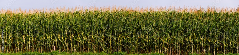 Fototapeta premium Maize field panorama, agriculture concept