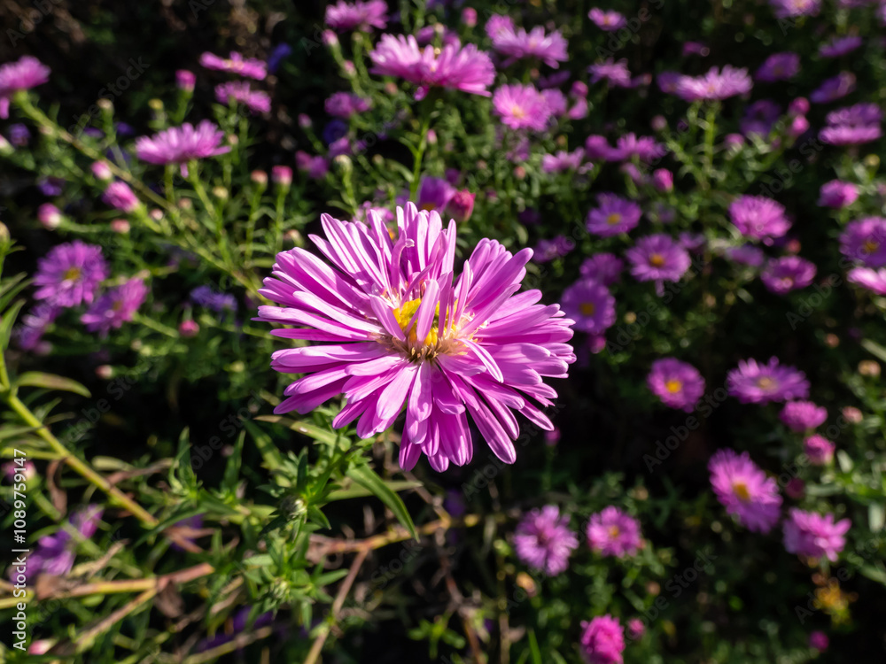 Obraz premium Close-up of the Michaelmas daisy (Aster novi-belgii) 'Gayborder Supreme' flowering with pink flowers in garden in autumn