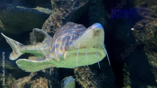 Sturgeon fish swim in the aquarium. Large sturgeon swimming underwater