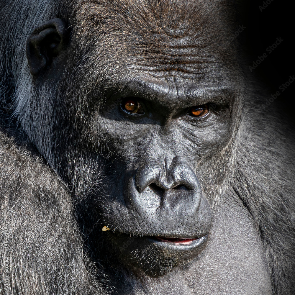Obraz premium gorilla close-up portrait