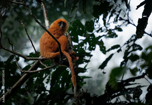 Maroon langur or leaf monkey or Red leaf monkey Presbytis rubicunda, endemic to Borneo and Karimata, live in forests, feed on leaves, seeds, and fruits, in Danum Valley of eastern Sabah photo