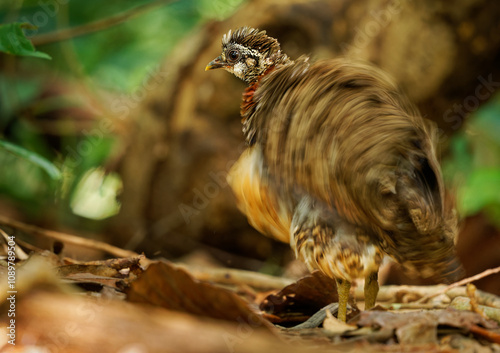 Sabah Partridge - Tropicoperdix graydoni bird in the family Phasianidae found in Borneo, formerly considered conspecific with Chestnut-necklaced partridge, partridge in the forest photo