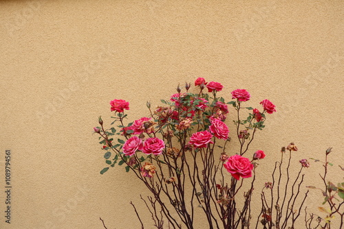 A collection of vibrant pink roses beautifully displayed against a neutralcolored wall photo