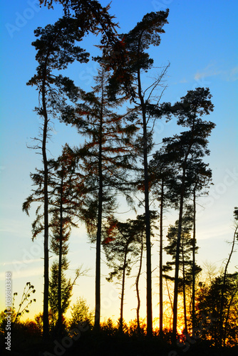 Treesbluesky photo