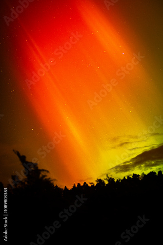 aurora on a sky and pinetrees photo