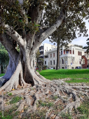 Un maestoso Ficus magnolioide del lungomare di Reggio Calabria.