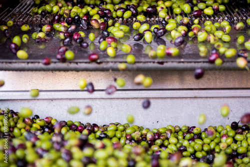 Raccolta delle olive e produzione olio extravergine di oliva in puglia, italia