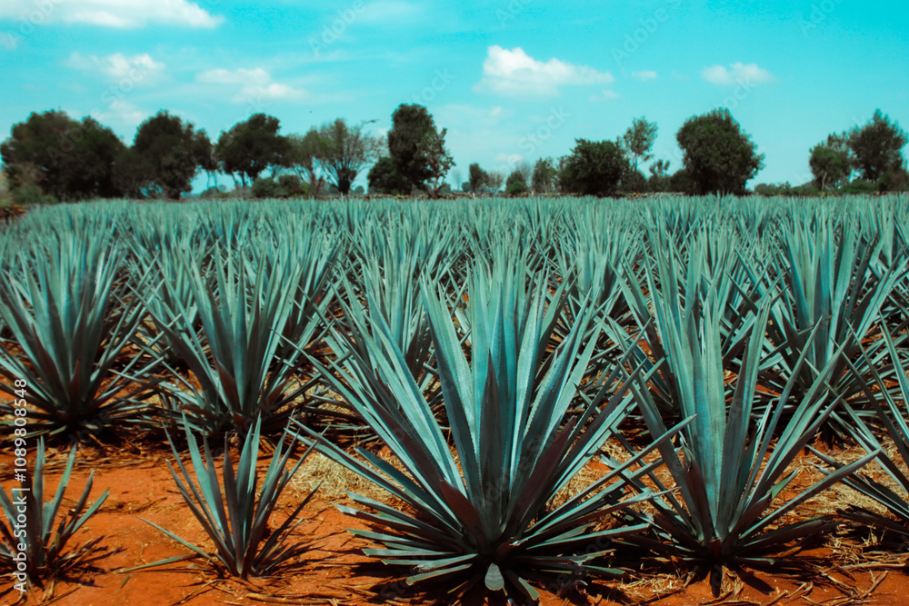 Fototapeta premium Agaves