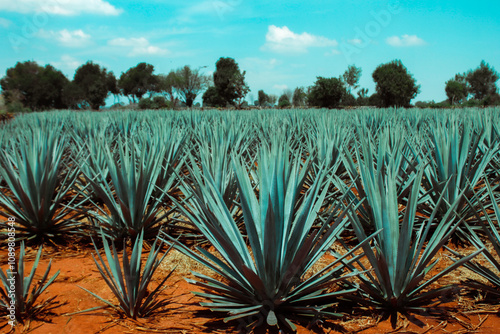 Agaves photo