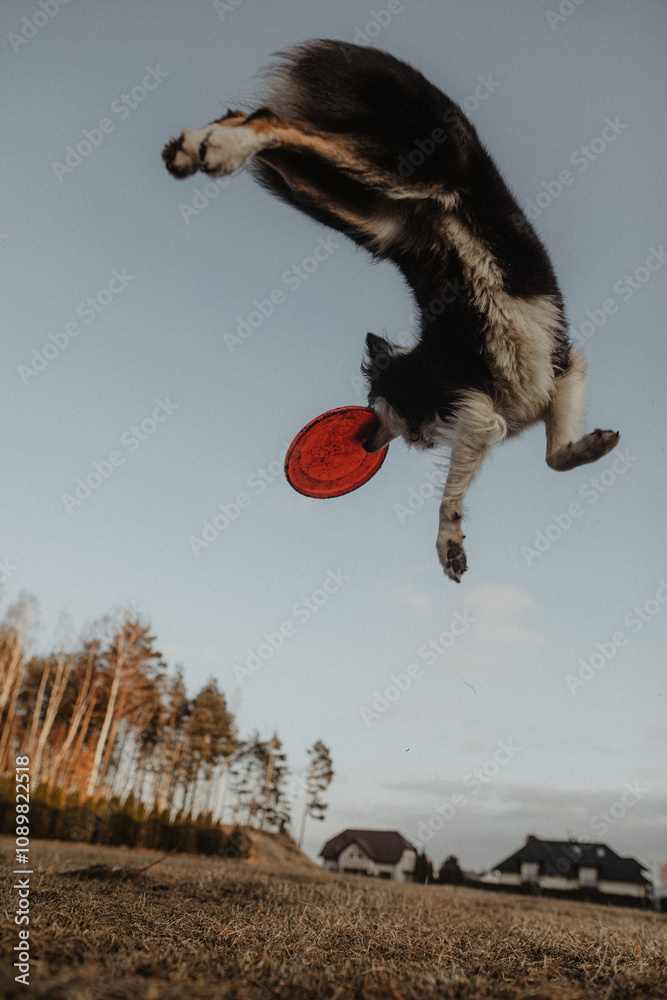 Wysportowany pies border collie łapie frisbee w powietrzu na niebie