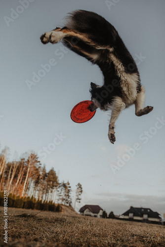 Obraz na płótnie Wysportowany pies border collie łapie frisbee w powietrzu na niebie w salonie