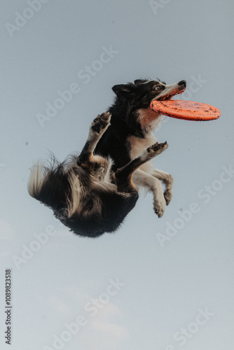 Obraz na płótnie Wysportowany pies border collie łapie frisbee w powietrzu na niebie w salonie