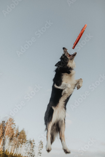 Obraz na płótnie Wysportowany pies border collie łapie frisbee w powietrzu na niebie w salonie