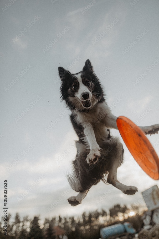 Wysportowany pies border collie łapie frisbee w powietrzu na niebie