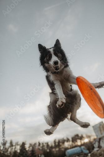 Obraz na płótnie Wysportowany pies border collie łapie frisbee w powietrzu na niebie w salonie