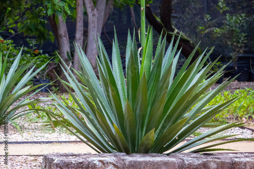 Agave Espadín