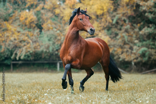 Pura Raza Espanola im Herbst