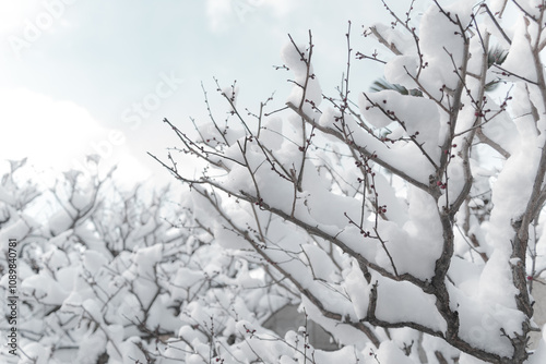 Snow-covered branches in Kyoto, Japan.