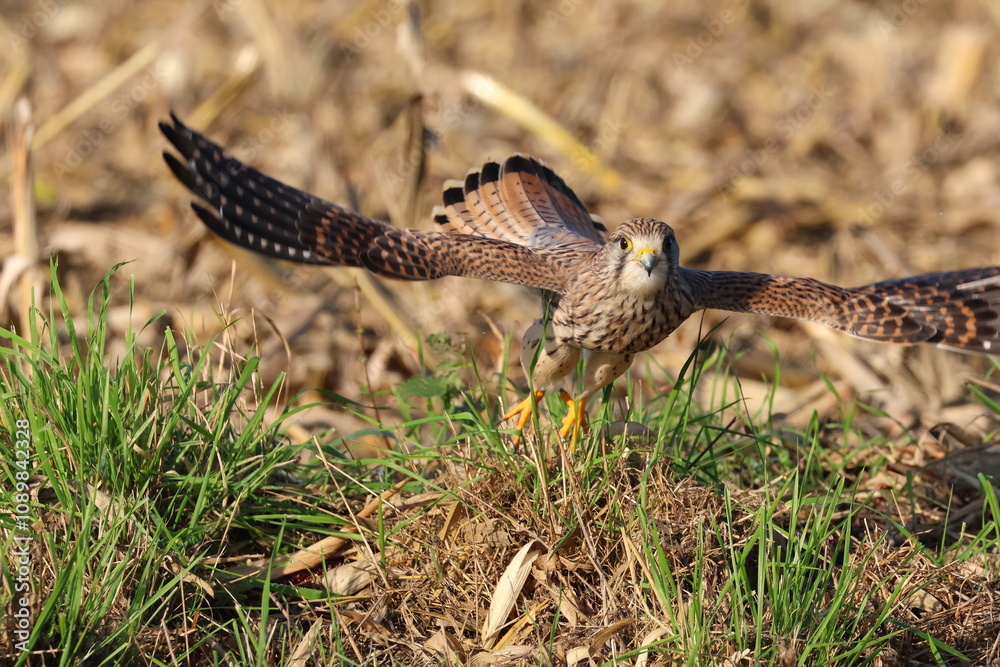 Fototapeta premium falcon, kestrel departing 