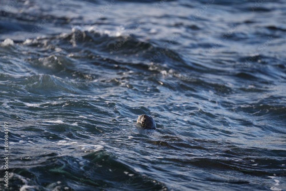 Naklejka premium Hawaiian green sea turtle taking a breath of air at the surface of the ocean
