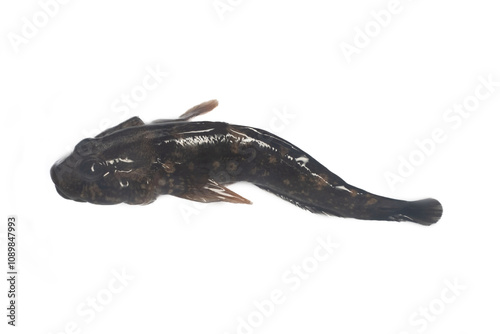 Young round goby (Gobius sp.) bottom-dwelling fish. The Sea of Azov, early November. top view, isolated on white photo