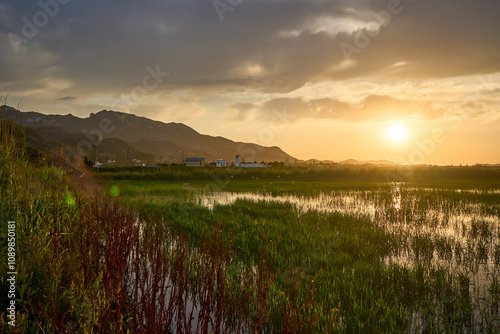 As the sun sets over the rice fields in Cullera, the summer evening blossoms with golden hues, illuminating the serene landscape of Valencia.