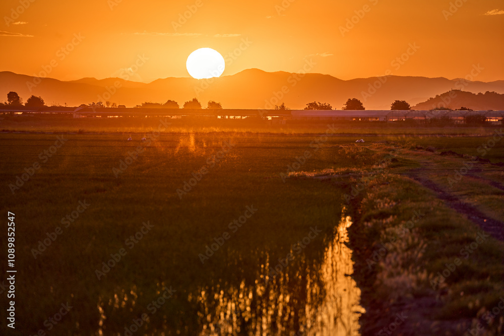 Obraz premium As the sun sets over the rice fields of Cullera, the vibrant hues of summer create a serene and enchanting atmosphere in Valencia's countryside.
