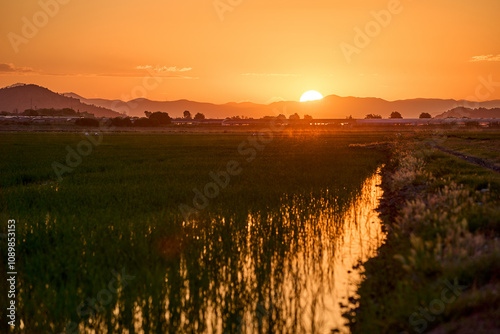As the sun sets over the serene Cullera rice fields, the sky ignites in hues of gold, embracing the warmth of summer in Valencia.