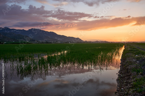 Experience the tranquil beauty of Cullera’s rice fields at sunset, a serene summer evening in Valencia, Spain.