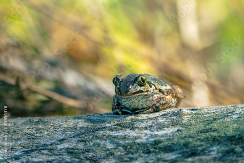 Common spadefoot (Pelobates vespertinus Pallas). Face portrait. The valley of the Don River in the middle reaches, a grassy meadow on sandy soil photo