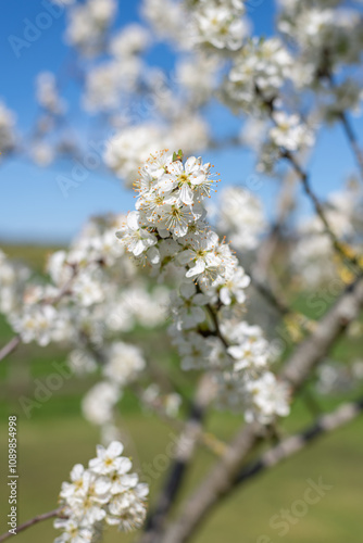 Chickasaw plum (prunus angustifolia) blossom photo