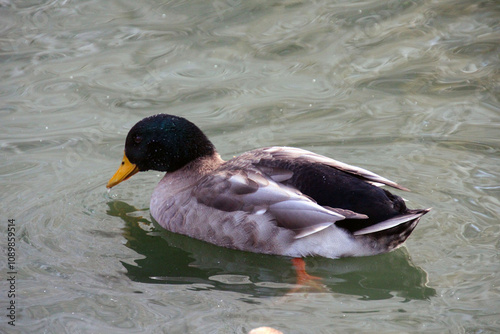 duck on the water