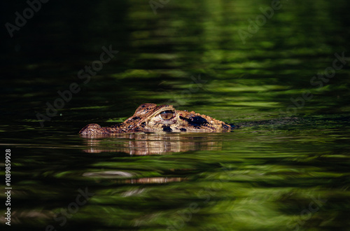 Konstfotografi Caiman lurking on the lake