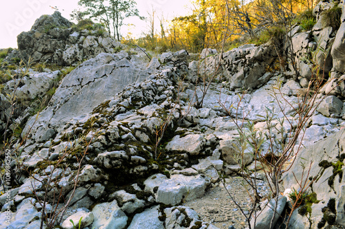 moss on rock