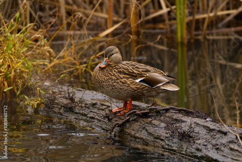 Female Mallard on Log in Pond photo