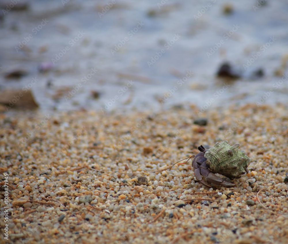 hermit crab on the beach