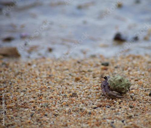 Obraz na płótnie hermit crab on the beach w salonie