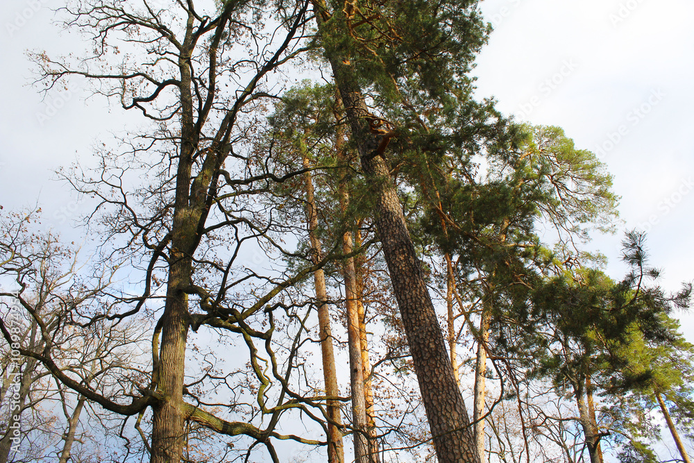 Obraz premium tree in the forest, tree branches with blue sky background, beautiful view of nature scene