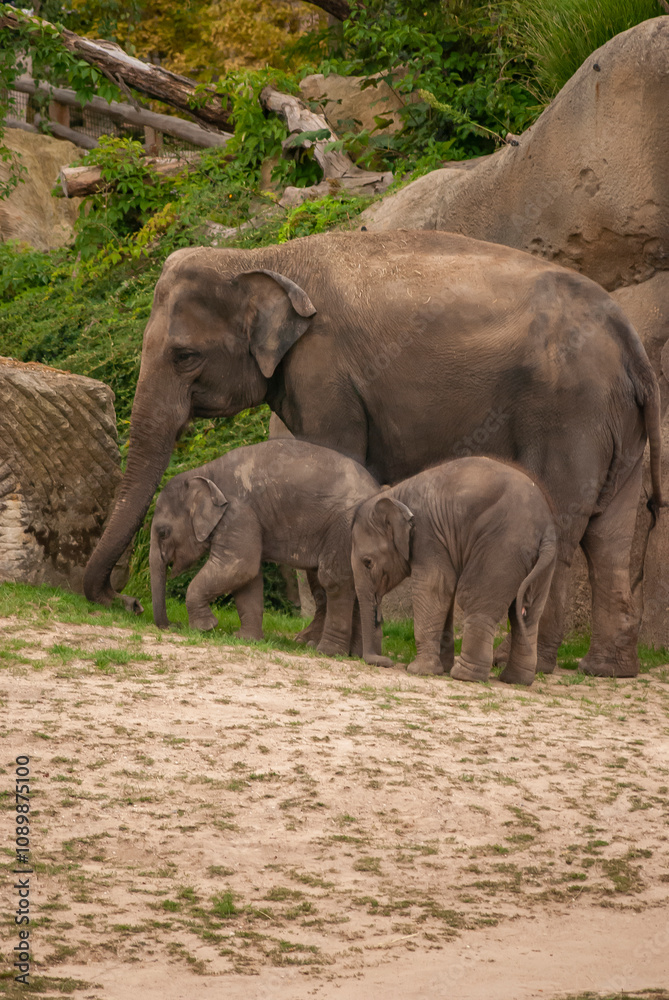 Fototapeta premium Peaceful Elephant Family with Baby Elephants in Natural Habitat