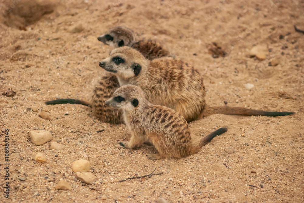 Fototapeta premium Three Meerkats Resting Together on Sandy Ground