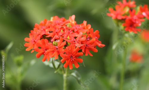 Red Lychnis chalcedonica plants in a flowering season in the garden. photo