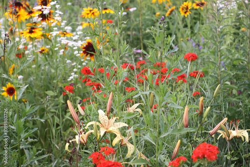 Red Lychnis chalcedonica plants in a flowering season in the garden. photo