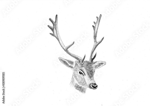 Hand drawn portrait of a fallow deer