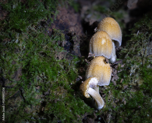 Cluster of fungi in a tree
