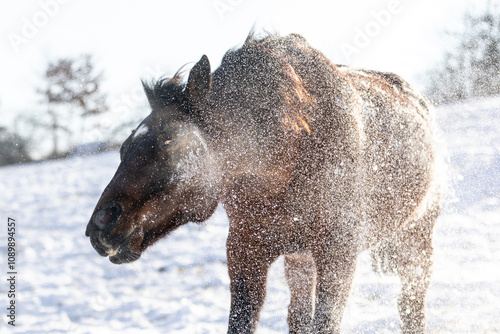 Pferd schüttelt sich im Svhnee photo