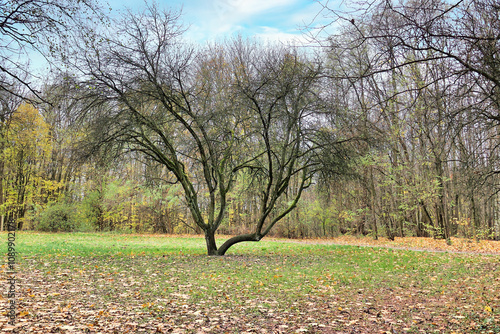 Cybina Valley protected nature area, trees surrounding the river in autumn mood photo