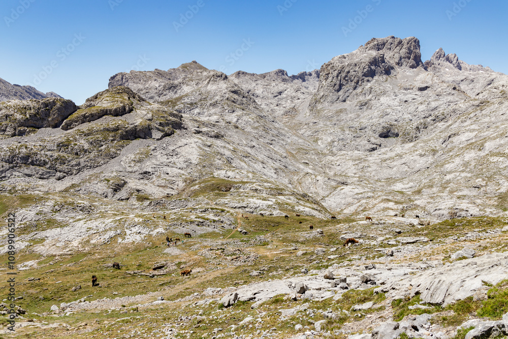Fototapeta premium picos de europa national park