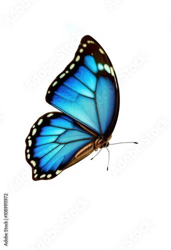 butterfly with blue wings on white background with copy space