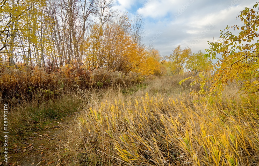Obraz premium Overgrown footpath leading through a field of tall, autumnal grass, flanked by trees.