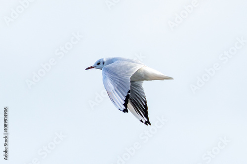 Black-headed Gull (Chroicocephalus ridibundus) in flight over Clontarf, Dublin, Ireland.